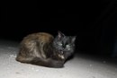 Діана Ставка фотография #16 (источник - https://vk.com/id166687039)