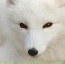 Фотография Григорьева Максима