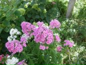 Max Shultz фотография #16 (источник - https://vk.com/id9620287)