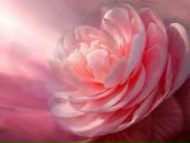 Фотография Богомоловой Екатерины