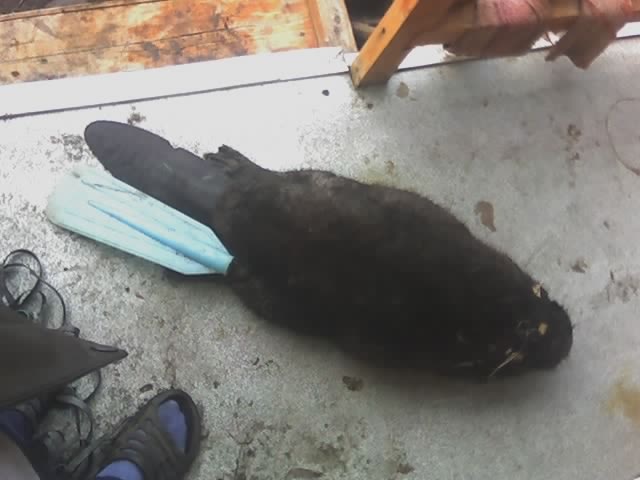 Виктор Суворов фотография #40