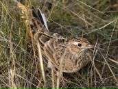 Фотография Анциферовой Татьяны