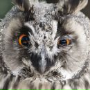 Фотография Апраксина Алексея