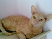 Фотография Шумейко Ирины