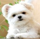 Віка Вархоляк фотография #14 (источник - https://vk.com/id57045010)