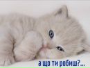 Юлічка Мокра фотография #11 (источник - https://vk.com/id140800875)