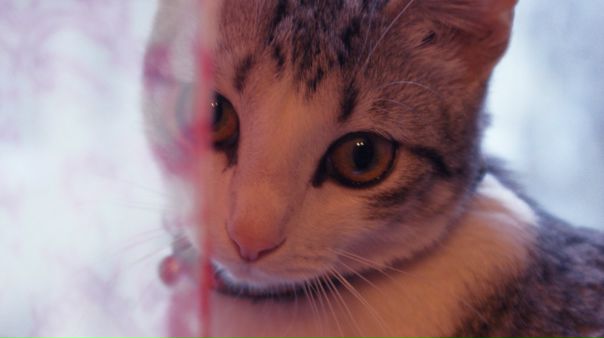Cat Devil фото №3