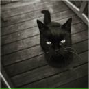 Ірина Чорна фотография #6 (источник - https://vk.com/id10944820)