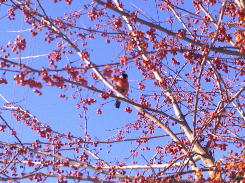 Диана Чехоева фотография #19