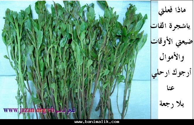 Abdullah Gamil фотография #25