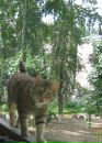 Дашка Модова фотография #49 (источник - https://vk.com/id2251602)