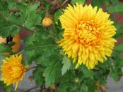 Тетяна Мацібора фотография #37 (источник - https://vk.com/id40878644)