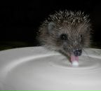 Фотография Храмцовой Натальи