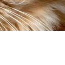 Настінька Каменскіх фотография #17 (источник - https://vk.com/id143328636)