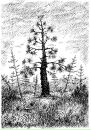 Артем Каб фотография #9 (источник - https://vk.com/id2793307)