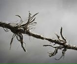 Surfin Vlasic фотография #4 (источник - https://vk.com/id496053)