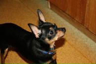 Фотография Швец Анны