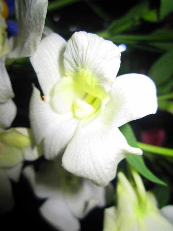 Ольга Гребенникова фотография #22