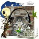 Alex Fox фотография #37 (источник - https://vk.com/id40662)