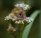 Фотография Малышева Елизавета