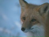 Фотография Семеновой Олеси