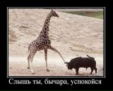 Роман Пак фотография #26 (источник - https://vk.com/id719025)