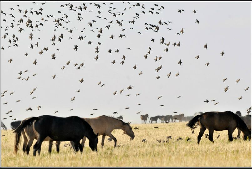 Noodle Top фотография #14