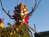 Фотография Лысенко-Рюмши Алены