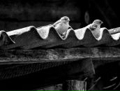 Іванна Капіца фотография #34 (источник - https://vk.com/id12073003)