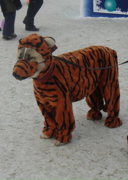 №3, Антон Лучников №3, Антон Лучников