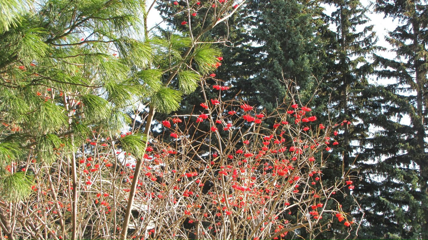 Елена Душка фотография #42