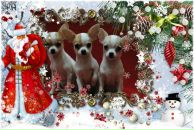 Фотография Тонких Вероники