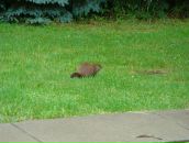 Ігор Розумний фотография #24 (источник - https://vk.com/id41762255)