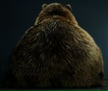 Фотография Вороновича Дениса