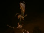 Фотография Иванова Алекса