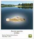 Петро Гринів фотография #9 (источник - https://vk.com/id135142053)