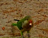 Оксана Полікарчик фотография #33 (источник - https://vk.com/id21088021)