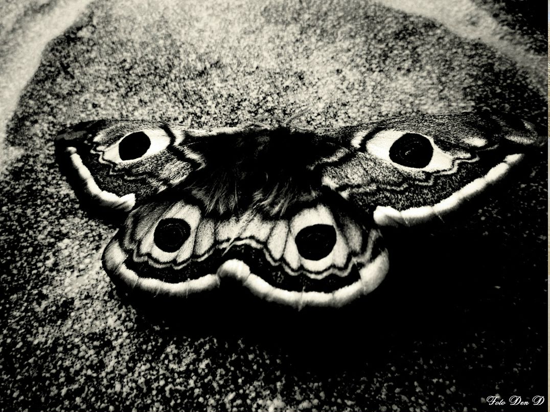 Den D фотография #42