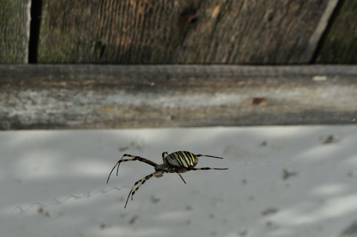 Антон Антонов фотография #37