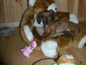 Дан Гор фотография #21 (источник - https://vk.com/id2411368)