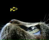 Фотография Власик Елены