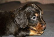 Фотография Макаренко Насти