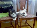 Іра Буряченко фотография #47 (источник - https://vk.com/id20532063)