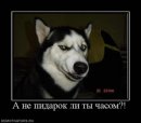 Руслан Пашаєв фотография #8 (источник - https://vk.com/id38958669)