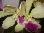 Фотография Лахтионовой Анюты