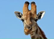 Фотография Замахаевой Анастасии