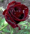 Фотография Песняковой Инны