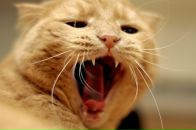 Фотография Солдатова Алексея