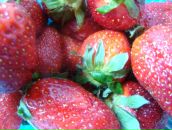 Фотография Ериковой-Долгановой Александры