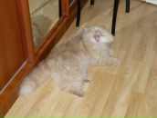 Вячеслав Вик фотография #49 (источник - https://vk.com/id4583433)